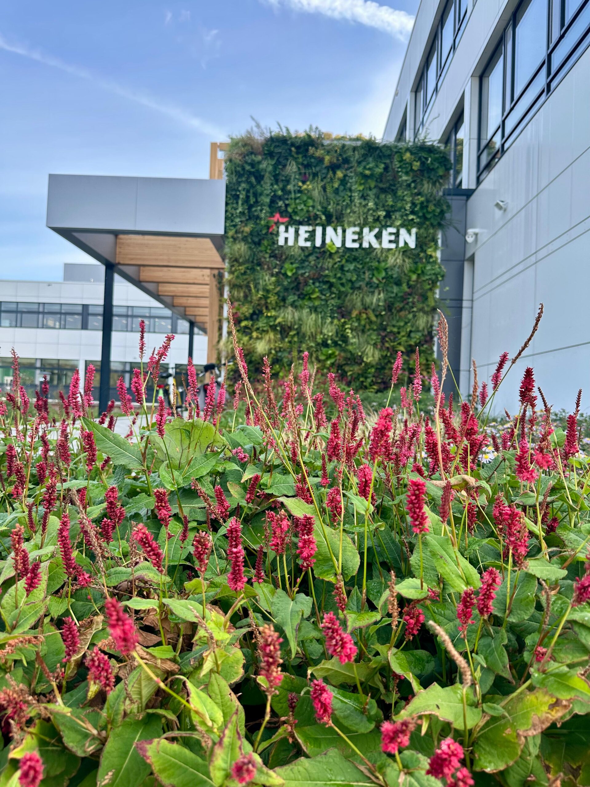 Heineken